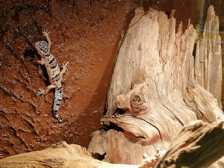 Gecko an der Wand 2