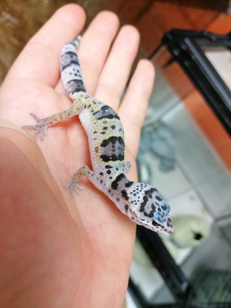 Gecko auf der Hand
